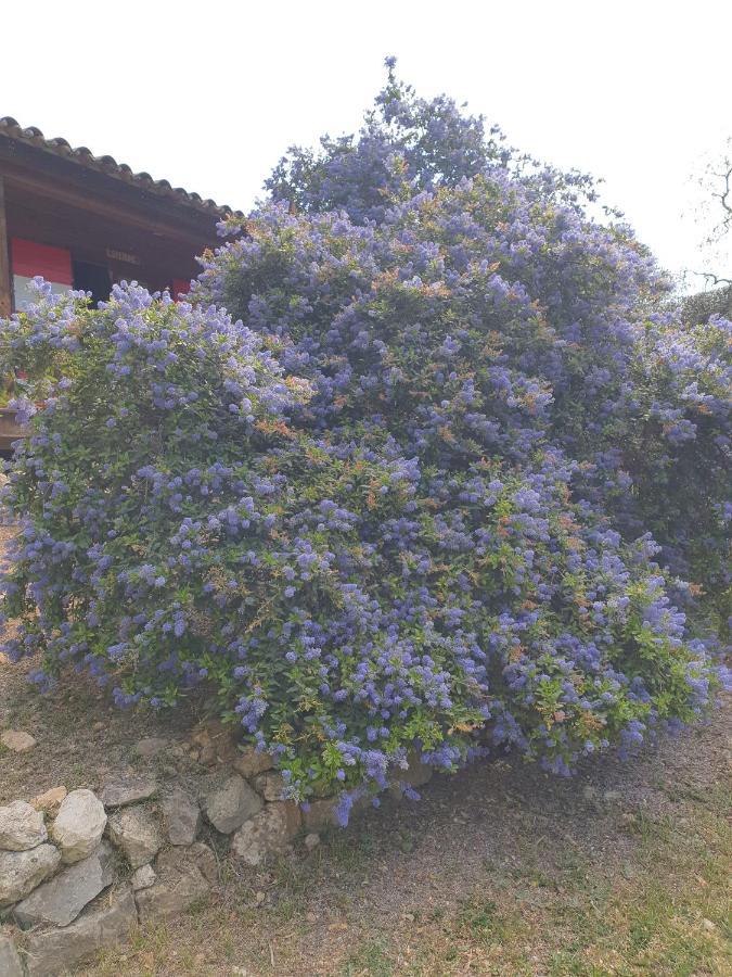 B&B L'Albatros Fayence Esterno foto